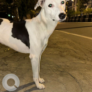 Found: Black and White Female Indie Dog from DP block Pitampura, North West Delhi