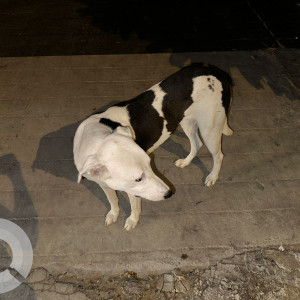 Found: Black and White Female Indie Dog from DP block Pitampura, North West Delhi-3