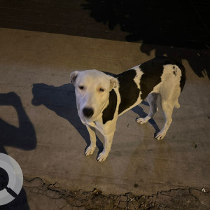 Found: Black and White Female Indie Dog from DP block Pitampura, North West Delhi-2
