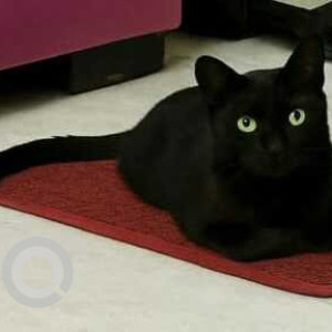 Missing: Black Female Indie Cat from Sarvapriya Vihar, Hauz Khas