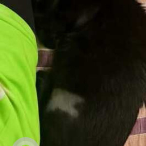 Missing: Black Female Indie Cat from Sarvapriya Vihar, Hauz Khas-2