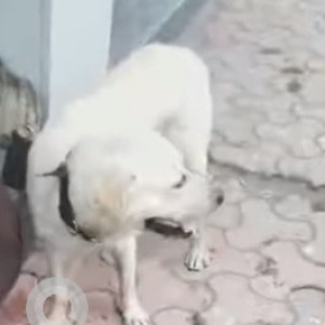 Found: White Male Labrador Dog from Jakaria Road, Malad West-2