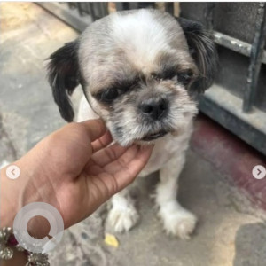 Found: Black and White Female Shih Tzu Dog from Manjunatha Badavane, Yellukunte 3rd Cross, HSR Layout
