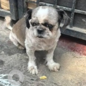 Found: Black and White Female Shih Tzu Dog from Manjunatha Badavane, Yellukunte 3rd Cross, HSR Layout-2
