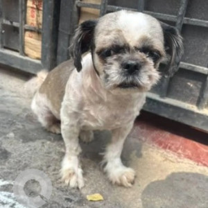 Found: Black and White Female Shih Tzu Dog from Manjunatha Badavane, Yellukunte 3rd Cross, HSR Layout-3