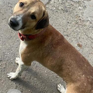 Missing: White-Brown Mix Male Indie Dog from Bali Nagar Block F-2