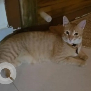 Missing: Orange Male Tabby Cat from Altis arena, 2nd cross, Chikkapullapa layout, Horamavu main road-3