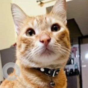 Missing: Orange Male Tabby Cat from Altis arena, 2nd cross, Chikkapullapa layout, Horamavu main road-2