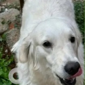 Found: White Female Indie Dog from Jeevan Bheema Nagar-2
