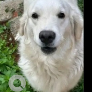 Found: White Female Indie Dog from Jeevan Bheema Nagar