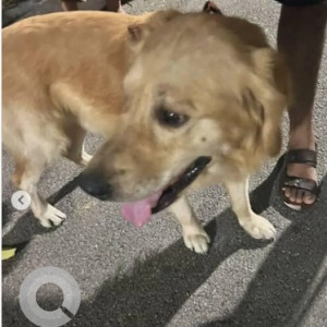 Found: Brown Male Golden Retriever Dog from Manjunath nagar-2