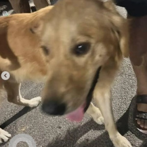 Found: Brown Male Golden Retriever Dog from Manjunath nagar