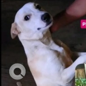 Found: White-Brown Mix Male Indie Dog from Prashant layout Whitefield