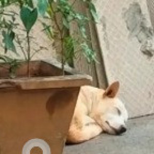 Found: White-Brown Mix Male Indie Dog from Prashant layout Whitefield-2