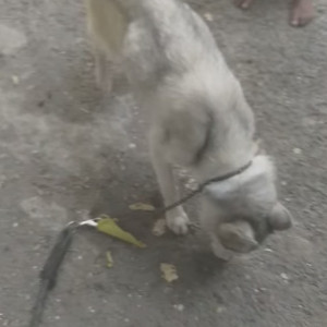 Found: White and Grey Female Husky Dog from Laggere-4