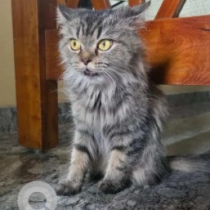 Found: White and Grey Female Persian Cat from GKVK layout, Jakkur