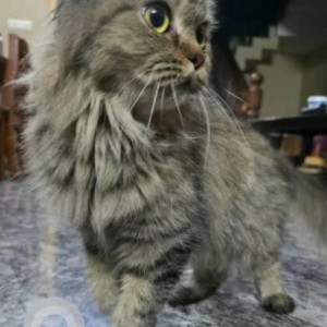 Found: White and Grey Female Persian Cat from GKVK layout, Jakkur-3