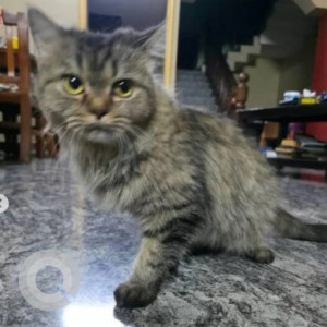 Found: White and Grey Female Persian Cat from GKVK layout, Jakkur-2