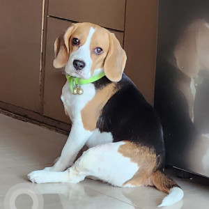 Missing: White-Brown Mix Female Beagle Dog from 100 Feet Road, Chattarpur