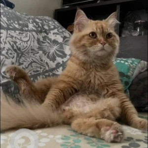 Missing: White-Brown Mix Male Persian Cat from Wellington street richmond town, Bible collage-2