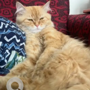 Missing: White-Brown Mix Male Persian Cat from Wellington street richmond town, Bible collage