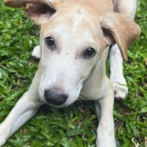 Found: White-Brown Mix Male Indie Dog from Jakkur, Sri Rama Vidyalaya School
