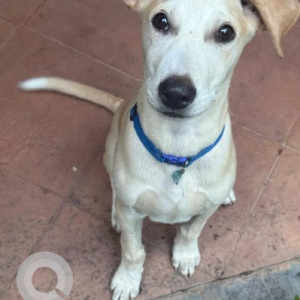 Found: White-Brown Mix Male Indie Dog from Jakkur, Sri Rama Vidyalaya School-2