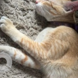 Missing: White-Brown Mix Female Indie Dog from Rajajinagar 3rd block BWSSB water bill place-2