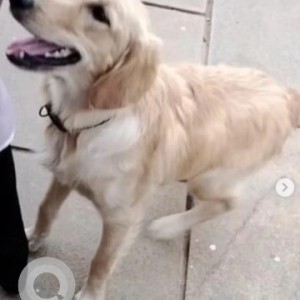 Missing: Golden Male Golden Retriever Dog from Penction Mohala, Hassan road, Hassan-2
