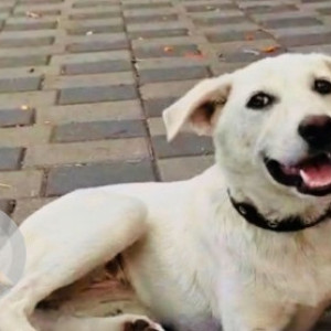 Found: White Female Indie Dog from Panchawati, Pashan Road, Pune-2
