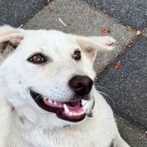Found: White Female Indie Dog from Panchawati, Pashan Road, Pune