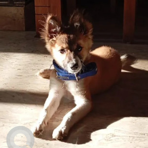 Missing: White-Brown Mix Female Indie Dog from Soda factory Ullal, Ullal RTO