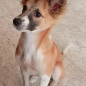 Missing: White-Brown Mix Female Indie Dog from Soda factory Ullal, Ullal RTO-2
