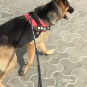 Found: Black and Brown Female German Shepherd Dog from Raj Nagar Extension Ghaziabad near Scc sapphire society