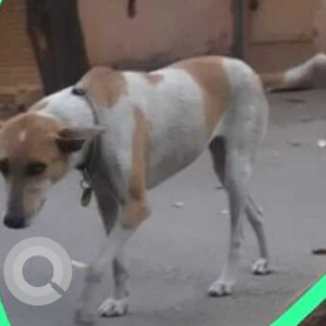 Missing: White-Brown Mix Female Indie Dog from R.K puram, west block -7 near sbi bank, sector 1