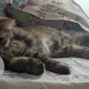 Missing: White and Grey Female Persian Cat from Balaji Layout, Kogilu, Yelahanka / Jakkur-3