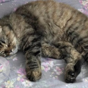 Missing: White and Grey Female Persian Cat from Balaji Layout, Kogilu, Yelahanka / Jakkur-2