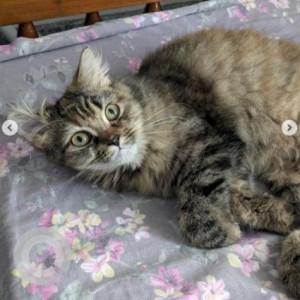 Missing: White and Grey Female Persian Cat from Balaji Layout, Kogilu, Yelahanka / Jakkur