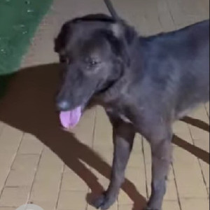 Found: Black Male Indie Dog from Wakad, Pune-3