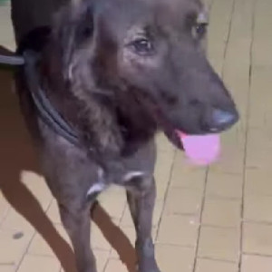 Found: Black Male Indie Dog from Wakad, Pune