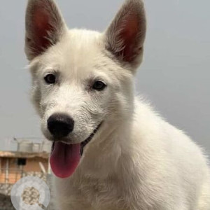 Missing: White Male Husky Dog from Nangloi