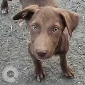 Missing: Black and Brown Male Indie Dog from Sant parmanand hospital Yamuna bazar near nighambhodh ghar