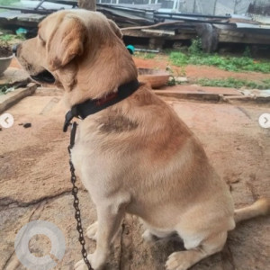 Missing: White-Brown Mix Male Labrador Dog from Kadathannamale, Doddaballapur Main Road-2