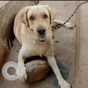 Missing: White-Brown Mix Male Labrador Dog from Kadathannamale, Doddaballapur Main Road
