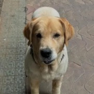 Missing: White-Brown Mix Male Golden Retriever Dog from J. P nagar 1st phase-2