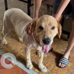 Missing: White-Brown Mix Male Golden Retriever Dog from J. P nagar 1st phase