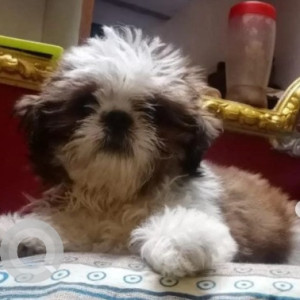 Missing: Black and White Male Shihtzu Dog from Mookthi Nagar, Near Railway Crossing
