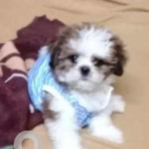 Missing: Black and White Male Shihtzu Dog from Mookthi Nagar, Near Railway Crossing-3