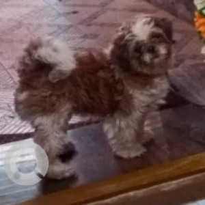 Missing: Black and White Male Shihtzu Dog from Mookthi Nagar, Near Railway Crossing-2