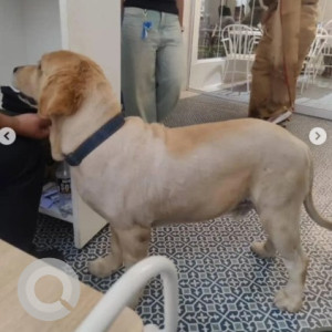 Found: White-Brown Mix Male Golden Retriever Dog from Truffles- JP Nagar 6th Phase